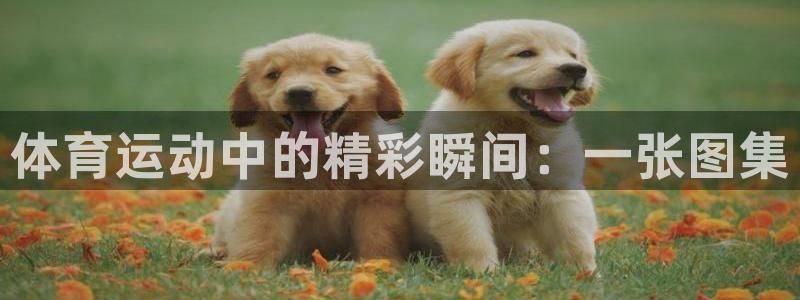 3377体育官网下载平台是正规平台吗知乎：体育运动中