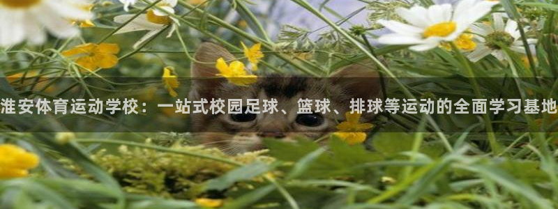 3377体育官方正版app集团官网网址：淮安体育运动