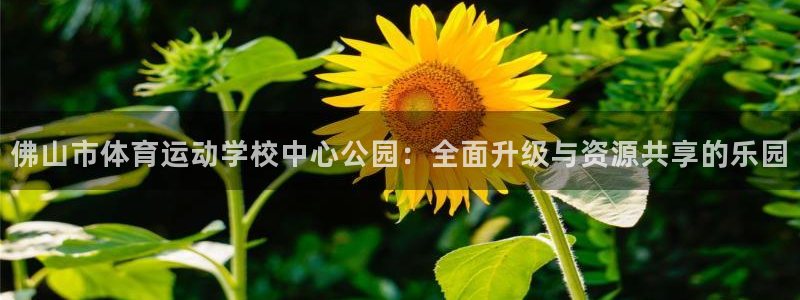 3377体育是干嘛的：佛山市体育运动